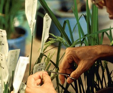 fbbva-10-cooperacion-irri