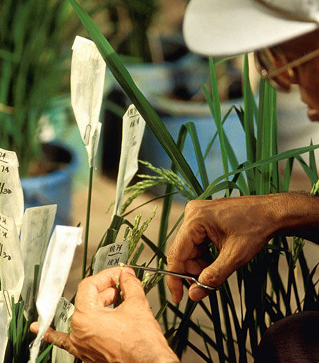 Storage systems - IRRI Rice Knowledge Bank